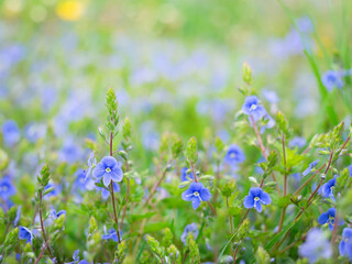 Obraz na płótnie Canvas small pretty blue flowers