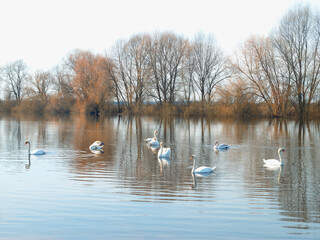 white swans on the river