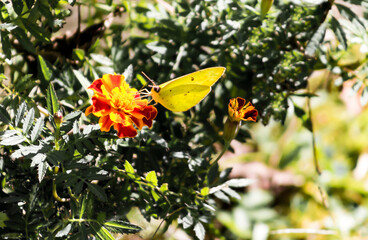 colias hyale 3
