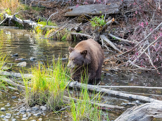 Close up shot of a Bear hunting fish in Lake Tahoe