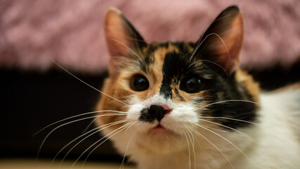 Multi-colored cat with a black spot on the muzzle, portrait of a cat on a colored blurred background