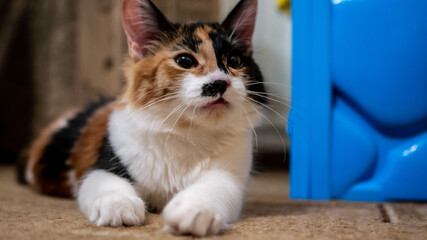 Multi-colored cat with a black spot on the muzzle, portrait of a cat on a colored blurred background