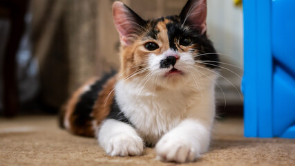 Multi-colored cat with a black spot on the muzzle, portrait of a cat on a colored blurred background