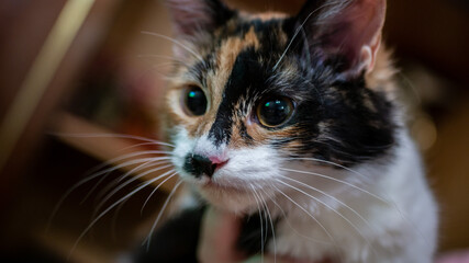 Multi-colored cat with a black spot on the muzzle, portrait of a cat on a colored blurred background