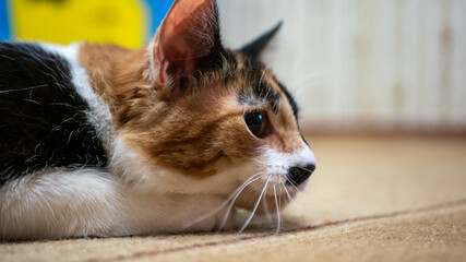 Multi-colored cat with a black spot on the muzzle, portrait of a cat on a colored blurred background