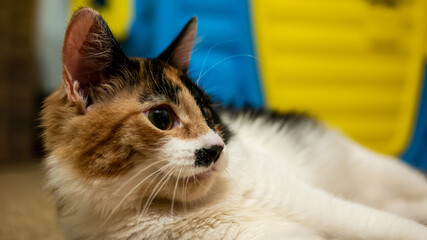 Multi-colored cat with a black spot on the muzzle, portrait of a cat on a colored blurred background