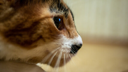 Multi-colored cat with a black spot on the muzzle, portrait of a cat on a colored blurred background