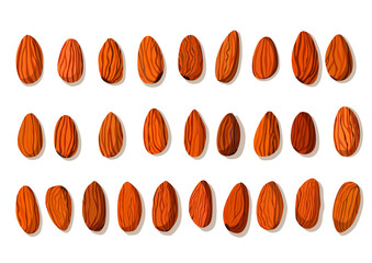almond nut isolated on white background illustration vector