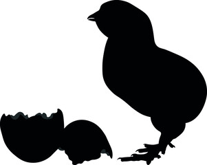 Young and newly hatched chicken chick from the easter egg, easter chick. Real silhouette.