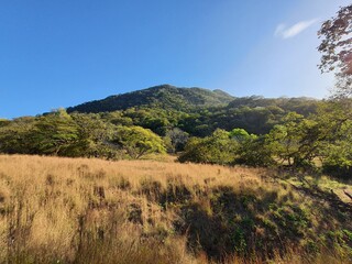 sabana y árboles