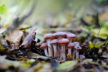 mushroom in the forest