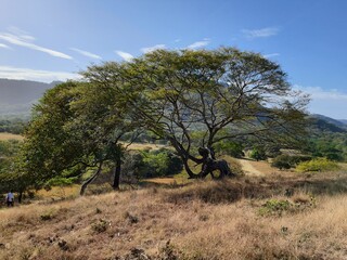 árbol verde
