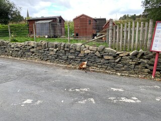 Hen huts and a hen next to a dry stone wall on, Alma Lane, Sowerby Bridge, UK