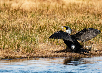 cormorant beifore fly
