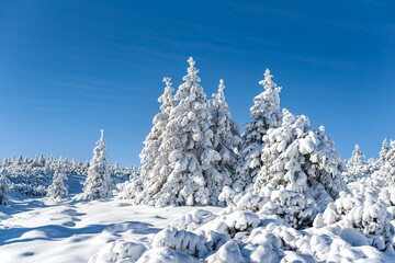 snowdrifts in the forest, winter landscape . Winter forest 