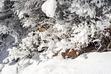 Bushes and plants covered with snow and frost . Nature in winter time covered with snow