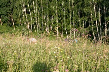 Grass on the background of the forest
