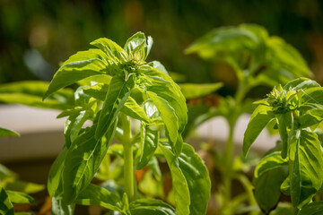 Close Up of Fresh Basil Leaves on Plant