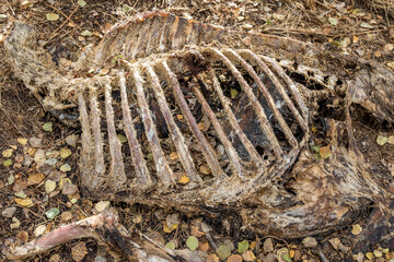 Decaying Carcass of a Moose