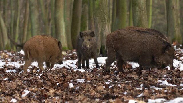 Wild boar sus scrofa group on the food trip in dark forest. Group of Wild boar on background natural environment of deep woods. Wildlife footage.