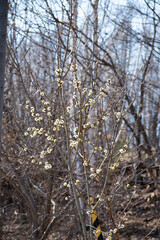 輝くネコヤナギの雌花
