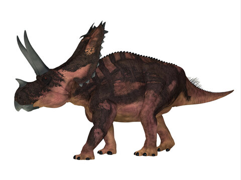 Agujaceratops Side Profile - The Ceratopsian herbivorous dinosaur Agujaceratops lived in Texas, USA during the Cretaceous Period.