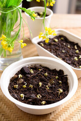 Organic plant seed growing in recycling biodegradable bowl, eco friendly sustainable concept