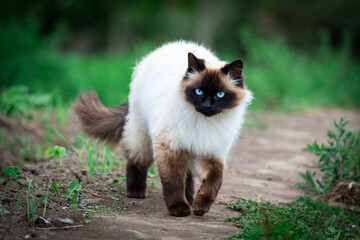 Naklejka na ściany i meble himalayan siamese cat with blue eyes walking gracefully