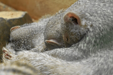 Close up detail of the sleeping  banded mongooses in zoo. Selective focus.