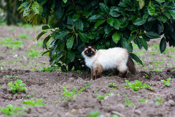 Himalayan siamese cat staring with blue eyes 