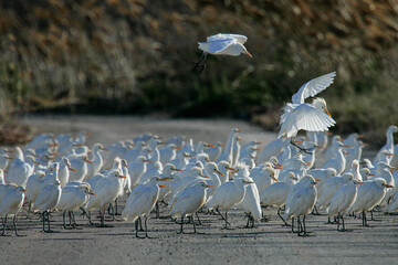 Cattle Egret (Bubulcus ibis) big flock standing on road, Mallorca, Spain
