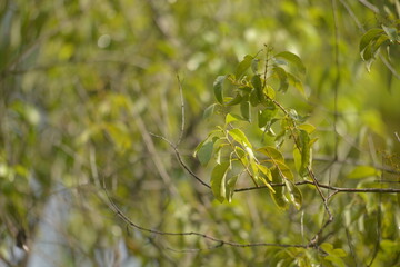 green leaf santalum album in the morning of east nusa tenggara defocused baground again