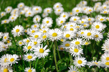Fototapeta premium White spring daisy in the green meadow