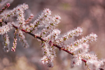 Beautiful blossom with small soft pink flower branch and young booming flowers for background. Shallow depth and soft focus.