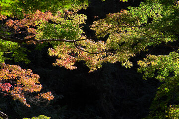 森の中で陽射しの注ぐ紅葉
