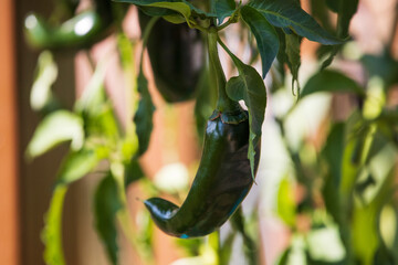Green Ancho Chile Pepper growing on a plant