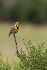 Meadowlark Bird on a Branch
