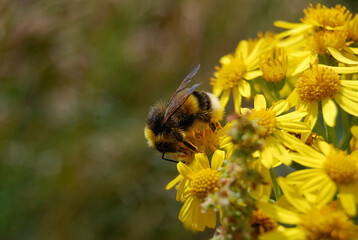 Bumblebee collecting pollen from  yellow flower.
