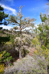 ÁRBOL