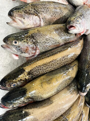Fresh fish on the market. Overhead view of seafood in the ice