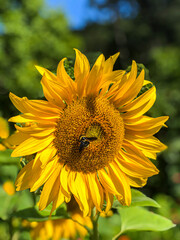 sunflower in the garden