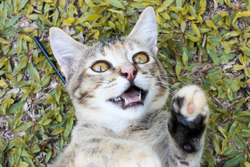 Fototapeta premium Cute little kitten in front of house yard.