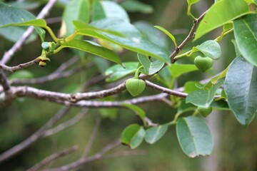 familia Annonaceae planta araticum do brejo  - annona glabra