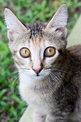 Cute little kitten in front of house yard.