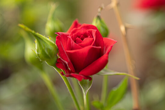 A single Red Rose, on a rose bush, with closed rose buds and a bokeh background
