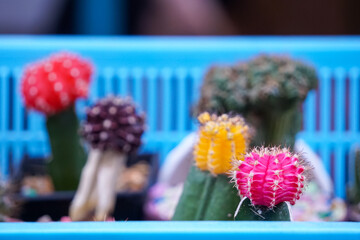 Close up of the cactus in the garden.