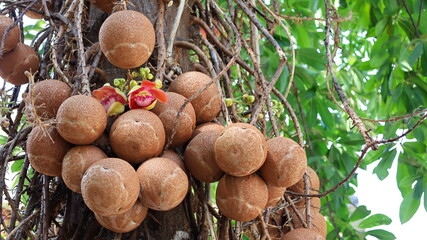 Salanga fruit on the tree. A bushy brown cannonball (Couroupita guianensis Aubl.) With red flowers. On a blurred background, tree trunks and green leaves with copy space. Choose content and focus