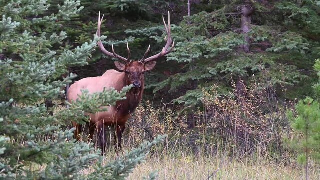 Bull elk in the Canadian Rockies