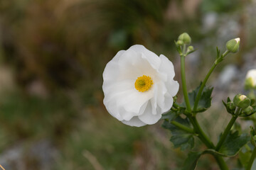 Mount Cook lily, or Mount Cook buttercup (ranunculus lyallii), flower, Aoraki/Mount Cook National Park. Canterbury, New Zealand.