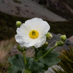 Photo sur Plexiglas Aoraki/Mount Cook Lys du mont Cook, ou renoncule du mont Cook (ranunculus lyallii), fleur, parc national d& 39 Aoraki/Mount Cook. Cantorbéry, Nouvelle-Zélande.
